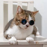 Cat with sun glasses